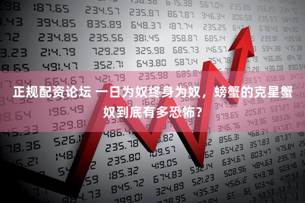 正规配资论坛 一日为奴终身为奴，螃蟹的克星蟹奴到底有多恐怖？